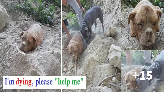 Man Saves A Bull Mastiff Who Was Buried In Dirt And Left To Ԁie