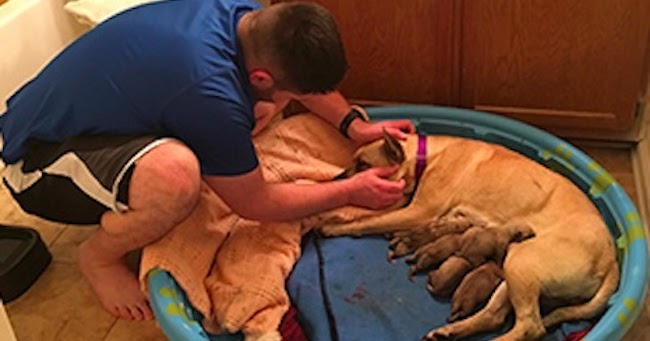 Man Saves Dog From Death Row Unaware She is Pregnant and Ends Up Delivering Puppies