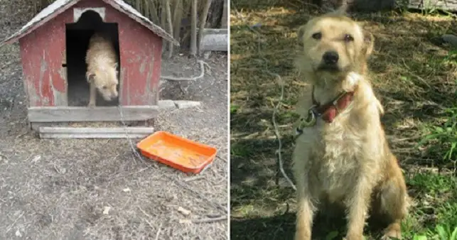 Chained Up Outside For 5 Years, The Only Word This Dog Knew Was “No”