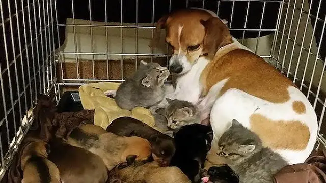 Three Orphaned Kittens Dumped At A Shelter Adopted By Shelter Dog