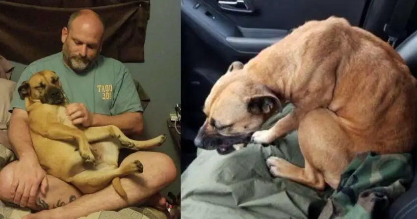 Man Leaves Car Door Open At Gas Station, Stray Dog Jumps In And Goes Home With Him