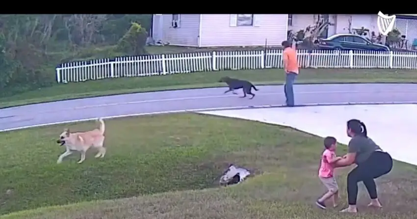 Hero ɢᴇʀᴍᴀɴ Shepherd leaps to the rescue, saving 6-year-old from vicious dog attack