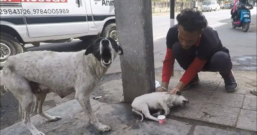 Anguished mother dog wails for wounded baby. Sweetest reunion!