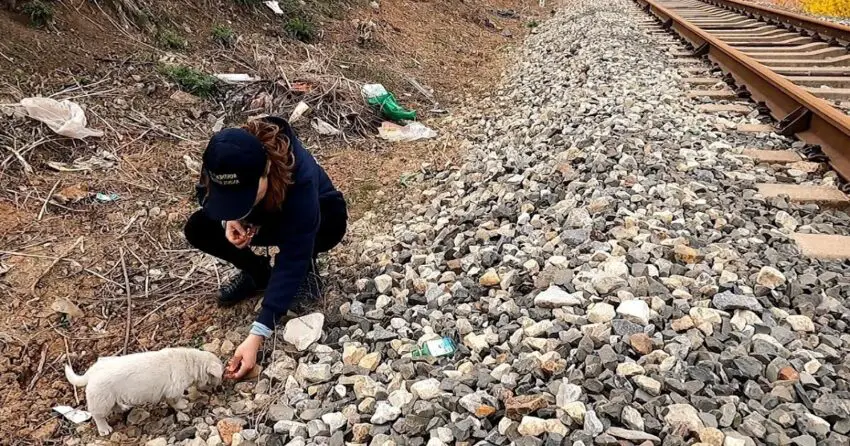 Video: Rescue ʜᴏᴍᴇʟᴇss ᴅᴏɢ in busy rail yard where sᴛʀᴀʏ ᴅᴏɢs gather