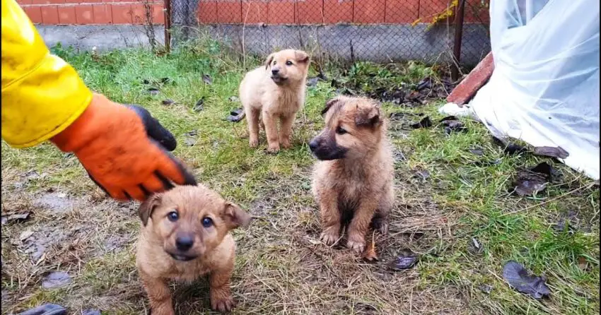 Rescue Of Little Puppies Dumped In The Cold Rain