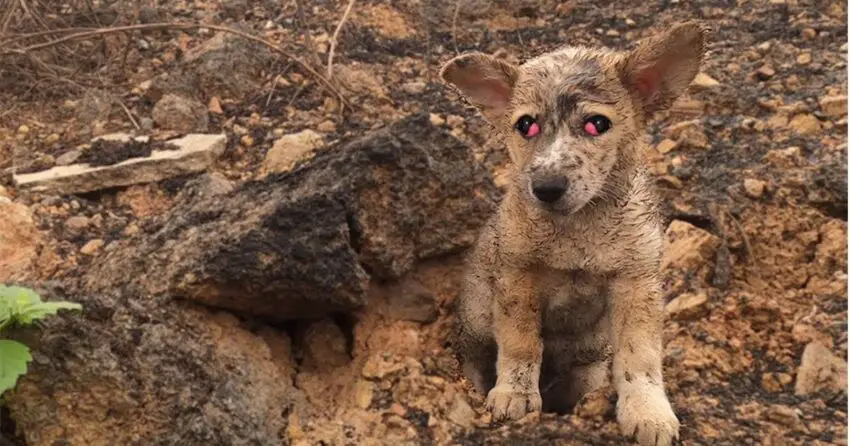 How We Rescued a Starving ᴀʙᴀɴᴅᴏɴᴇᴅ ᴅᴏɢ Desperately Seeking Love and Help