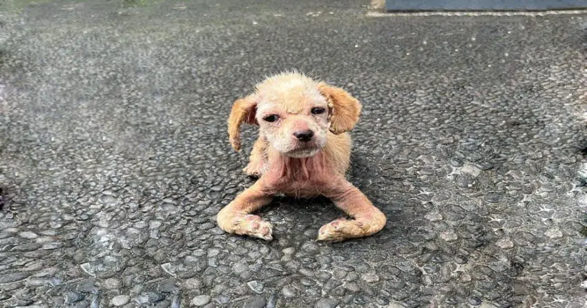 Abandoned and Alone, Ayla Crawls Towards Us in Search of Help After Waiting Too Long