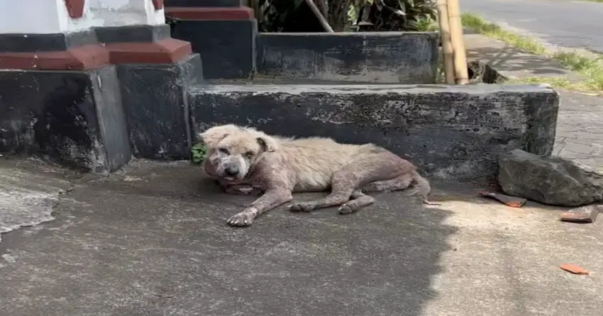 Heartbreaking of ᴀʙᴀɴᴅᴏɴᴇᴅ ᴅᴏɢ Laying in Front of House Will Break Your Heart