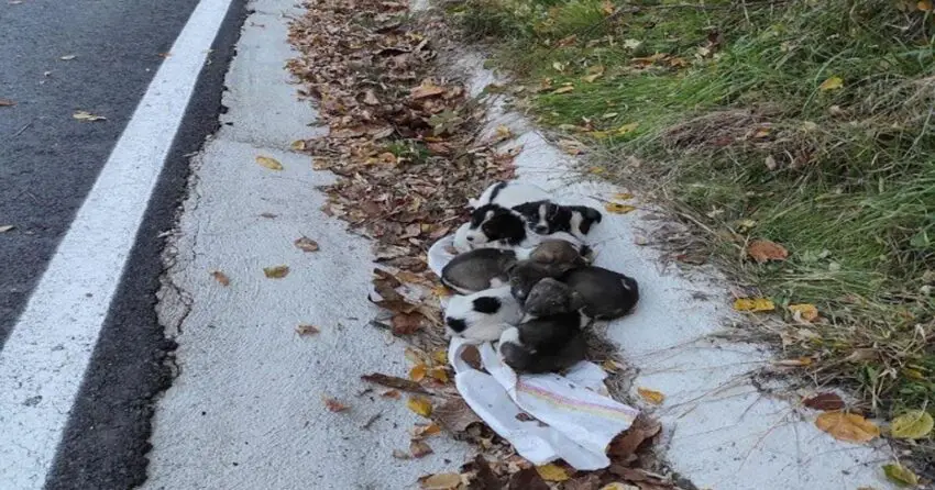 How these 7 helpless ᴘᴜᴘᴘɪᴇs survived on the side of the road without their mother will break your heart