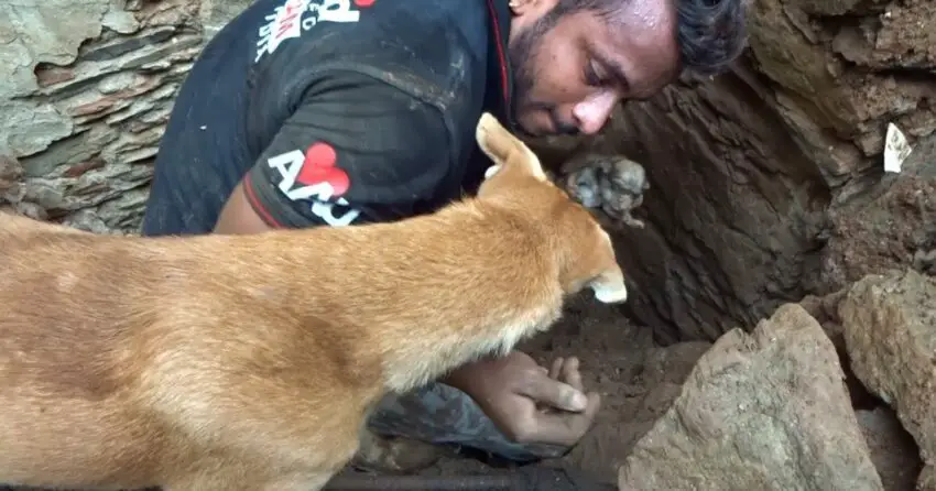 Mother Dog’s Incredible Act: Helps Rescuers Uncover Buried Puppies