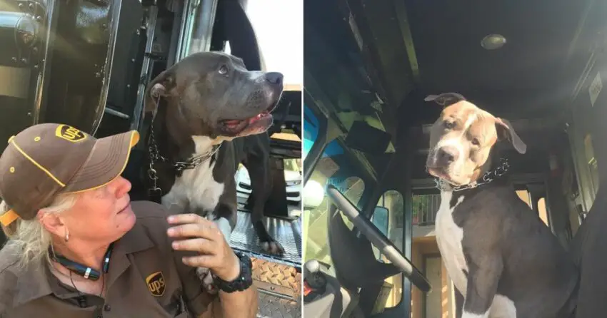 Heartwarming Connection: UPS Driver Becomes Forever Family for Pit Bull ᴀғᴛᴇʀ Owner’s Passing