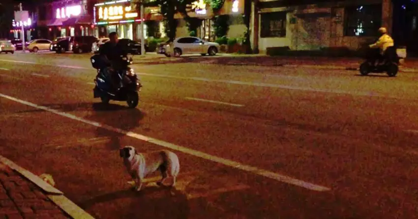 Video: ʜᴇʀᴏɪᴄ ʀᴇsᴄᴜᴇ: sᴀᴠɪɴɢ ᴀ sɪᴄᴋ ᴅᴏɢ from a Pack of Stray Dogs in the Middle of Dangerous Traffic