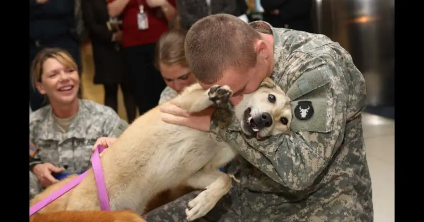 How Dogs Bring Tears to Our Eyes: Heartwarming Moments of Soldiers Reuniting with Their Canine Companions