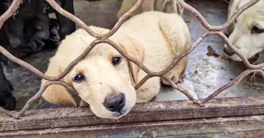 Video: Heartbreaking: ᴘᴜᴘᴘɪᴇs ʀᴇᴅᴜᴄᴇᴅ to eating rocks in a trash-filled world, beg for help