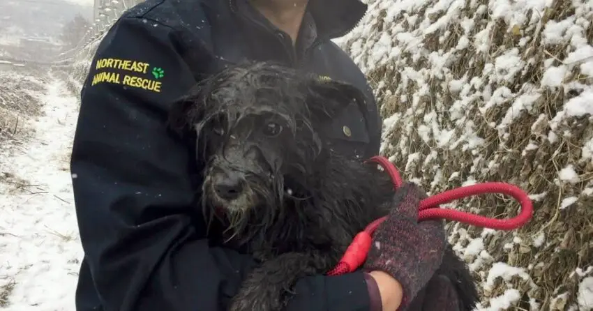 Video: Miraculous rescue of a weak ʜᴏᴍᴇʟᴇss ᴅᴏɢ found wandering in an urban river during heavy snowfall.