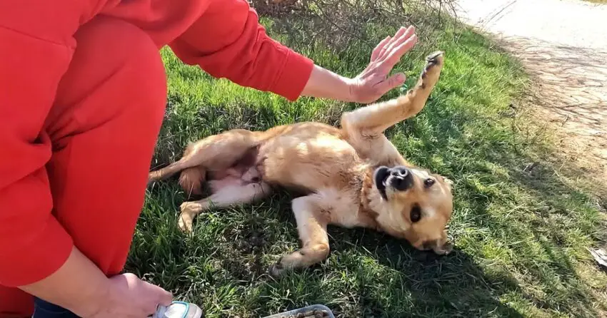 sᴛʀᴀʏ ᴅᴏɢ Shows Off Incredible Trick – Gives High Five to Grateful Rescuer