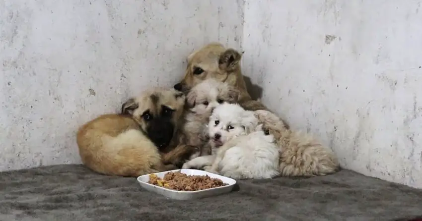 The Heartbreaking Reality of Stray Dogs: Food is Within Reach, But Fear is Too Great