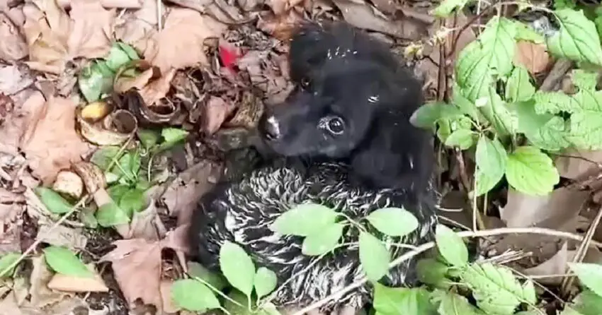 Lost and Alone: The Heartbreaking Cry of a ʜᴏᴍᴇʟᴇss ᴘᴜᴘᴘʏ Found Under a Bush and Rescued