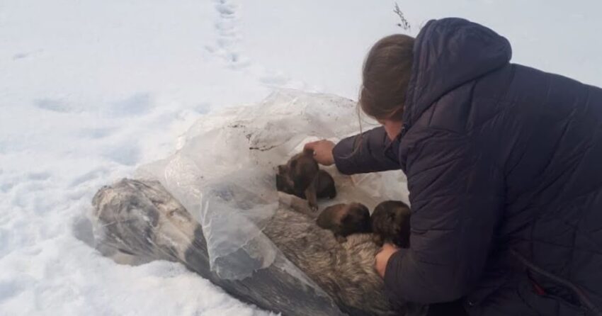 Heroic Mama Dog Shields and Warms Her 4 ᴘᴜᴘᴘɪᴇs in Brutal Minus 15°C Weather