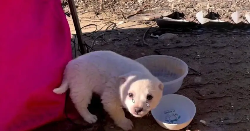 ᴀʙᴀɴᴅᴏɴᴇᴅ ᴘᴜᴘᴘʏ Begs for Help: Shaking and Scared Without a Mother in Sight