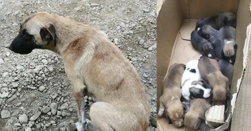 Miracle: Cancer-Stricken Mama Dog Rescued and Reunited with Her 10 Pups in Heartwarming Ending