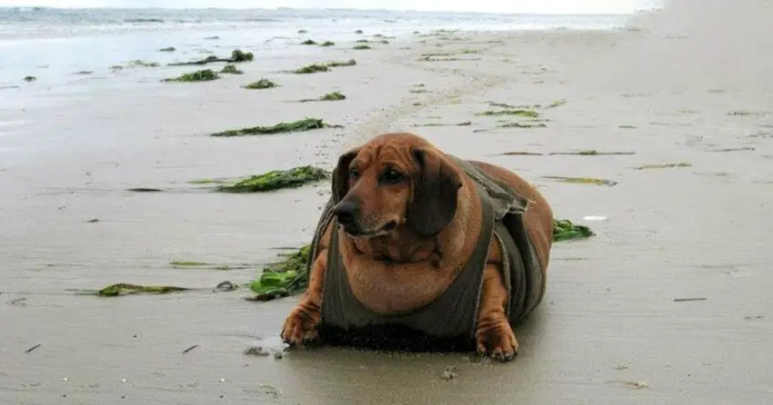 Amazing Transformation Of Obese Dachshund Loses 50 Pounds