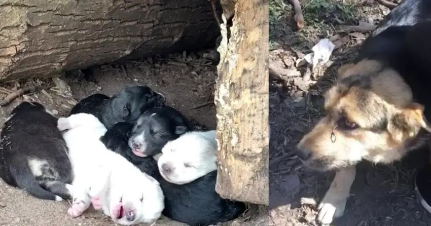 Homeless mother dog desperately begs for help to save her puppies on the streets