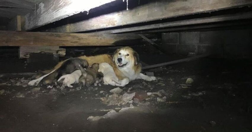 Miraculously survived: A stray dog gave birth to a baby under an abandoned house ᴀғᴛᴇʀ being chased by a neighbor