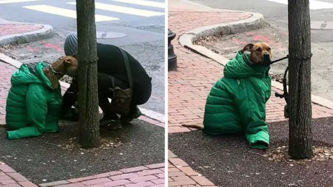 Mom Gives Dog Her Own Coat So He Stays Warm Waiting Outside