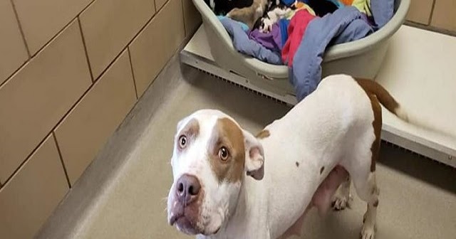 Mother Dog Left Behind At Animal Control After Rescue Pulls Puppies