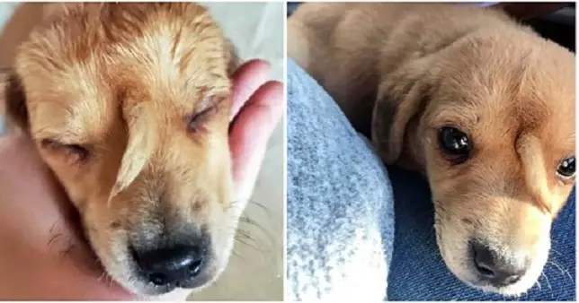 One-Of-A-Kind Puppy With “Tail” Growing From His Face Found Alone In The Cold – 65-2