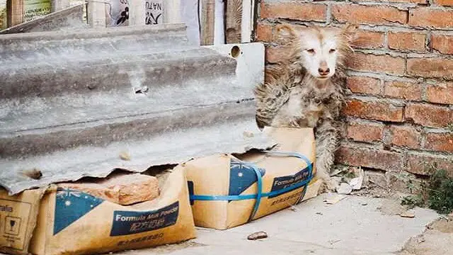 Neglected Husky Huddled In Corner Refuses To Move Until Rescuers Arrive