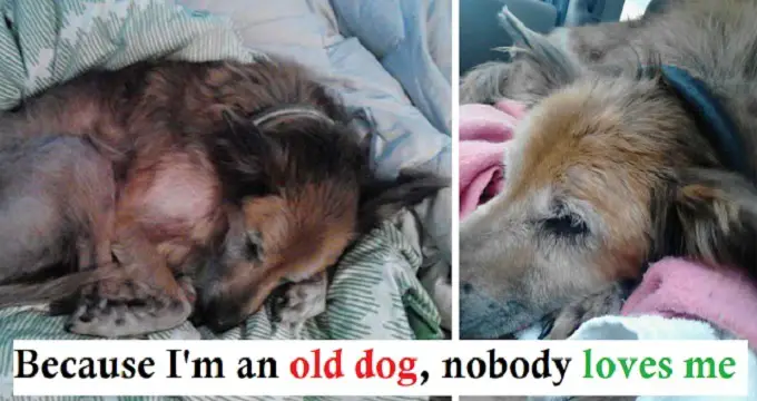 No One Wanted A D.y.i.n.g, 16-Year-Old Shelter Dog And Then A Family Took A Chance