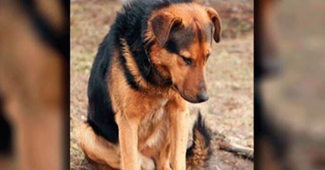 Owner Told Him To “Stay” On The Sidewalk – The Dog Was Still Waiting A Week Later