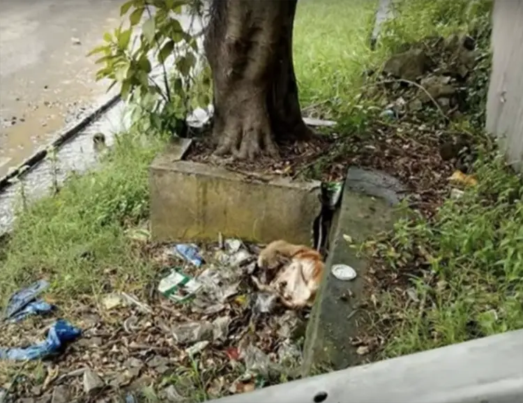 They chanced upon a dog cowering in a corner, his spirit weighed down by anguish, his eyes reflecting a profound mix of sorrow and despair.