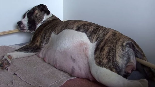 Pet Owner Knew His Dog Was Pregnant But Never Expected It To Be Extra Special