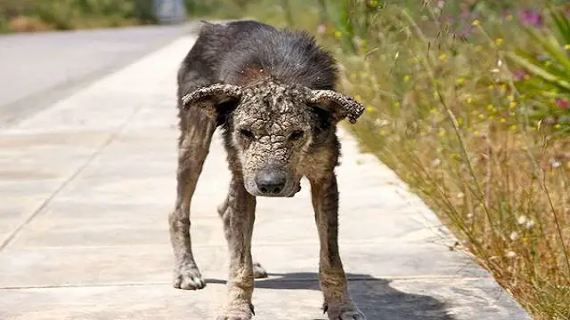 Dog Who Turned To ‘Stone’ Overcomes Her Fear And Learns What Love Feels Like