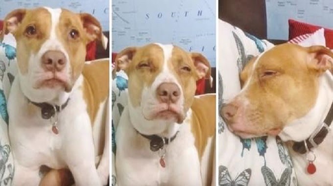 Pit Bull Falls To Sleep To Mom’s Lullaby