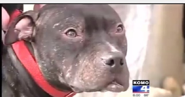 Pit Bull Rescued From Fighting Saves Woman From Car Jacking!