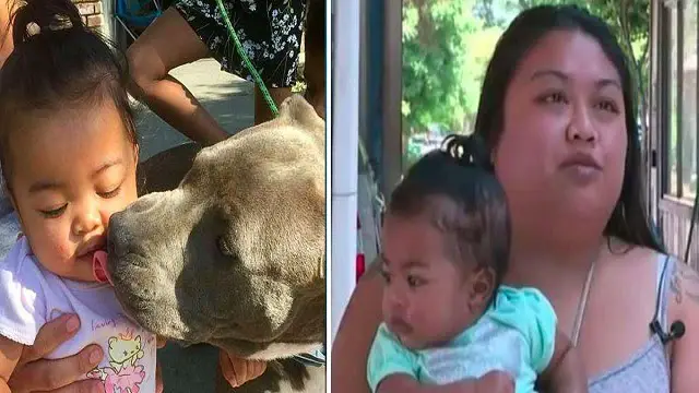 Pit Bull Saved Baby Girl From House Fire As It Pulled The Girl By Her Diaper