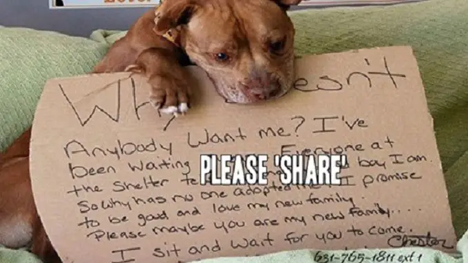 Pit Bull Spends 5 Years In A 𝐒𝐡𝐞𝐥𝐭𝐞𝐫. But When They Post This On FB? Incredible