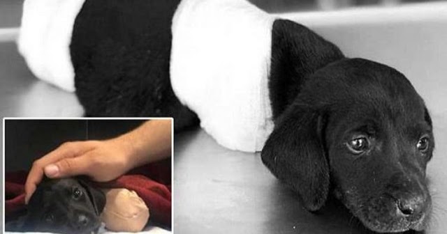 Police Are Looking For The Person Who Chopped Off This Puppy’s Legs And Tail And Left It For Dead