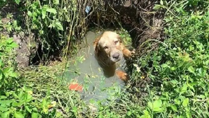 Police Officer Helps Save a Puppy from Drowning, then Decides to Become His Dad