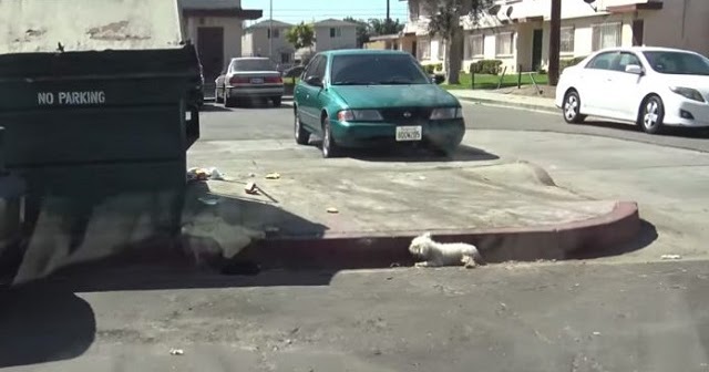 Poor Dog Was Ignored On The Side Of The Street For Whole Day