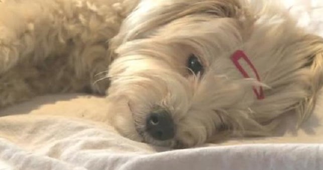 Pregnant Maltese Abandoned At Shelter Gets Fairy Tale Ending