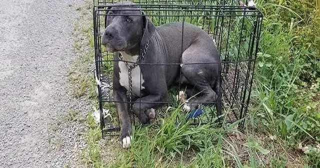 Need Help : Dog In Cage Left On Side Of The Road