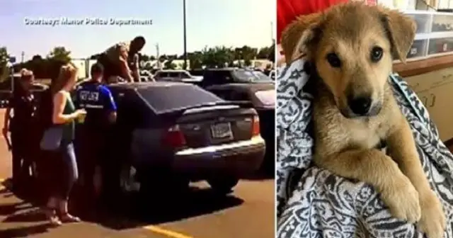 Puppy on the Brink of Life Heroically Saved from a 130-Degree Car