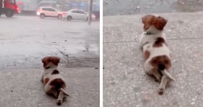 Cutest puppy warms hearts by peacefully watching the rain