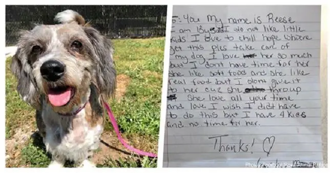 Senior Dog Abandoned On The Side Of The Road With A Note