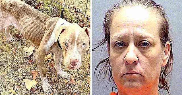 Repeat Offender Starves 11 Dogs To Brink Of Death, Had Previously Abused 84 Dogs